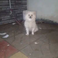 سگ پامرین نر یک ساله