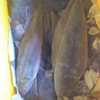 ماهی تازه جنوب|خوردنی و آشامیدنی|فولادشهر, B7|دیوار