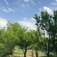 باغ-2500-متری-فردوسیه-با-بنا