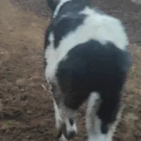 گوساله ماده|حیوانات مزرعه|مرودشت, محمد آباد|دیوار