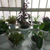 گل و گیاه|گل و گیاه طبیعی|نیشابور, شریعتی|دیوار