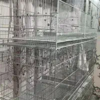 جوجه پران|لوازم جانبی حیوانات|تهران, خانی آباد نو شمالی|دیوار