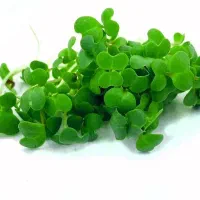 استخدام نیروی کار خانم