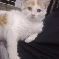 سرپرستی گوربه|گربه|اشتهارد, |دیوار