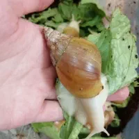 حلزون achatina|خزنده|اصفهان, بهارستان|دیوار