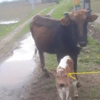 گاو وگوساله نر چالوسی ورزا لیشه