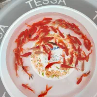 فروش عمده ماهی قرمز -رشت سقالکسار- مهندس حسین زاده