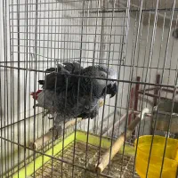 کاسکو|پرنده|رشت, امین الضرب|دیوار