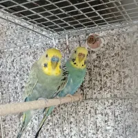 مرغ عشق رنگین کمانی