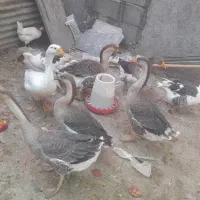 هفت عدد قوغاز بازدید اغاجاری|حیوانات مزرعه|امیدیه, |دیوار