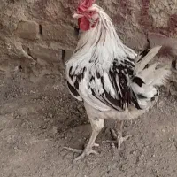 خروس چهل تاج اصیل محلی