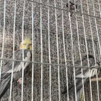 ساعت مچی و عروس هلندی|ساعت|اهواز, منبع اب|دیوار