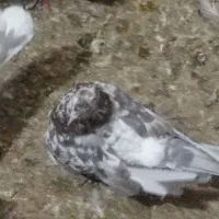 کبوتر...|پرنده|تایباد, |دیوار