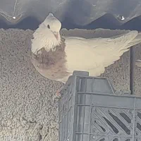 معاوضه با طوقی ماده