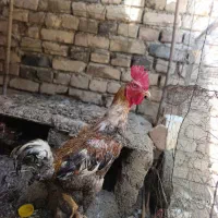 دو عدد خروس فروشی