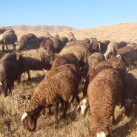 فروش میش وبره|حیوانات مزرعه|سنقر, |دیوار