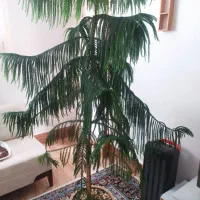 فروش کاج مطبق