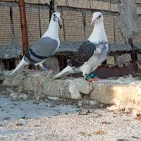 کبوتر گراف کویتی