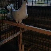 کیوتر|پرنده|قزوین, |دیوار