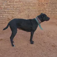 واگذاری ماده یک نیم سال شکم دو