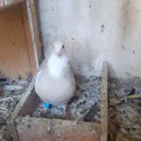 طوقی آجری ماده|پرنده|مسجد سلیمان, |دیوار