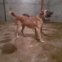 واگذاری سگ سراب کانگال|سگ|شیروان (خراسان), |دیوار