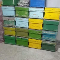 کلنی زنبور عسل وظرف شربت خوری