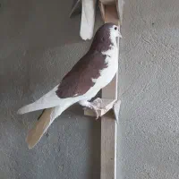 فروش ۳ تا کفتر شهری سرخ چپ و راست و خوشرنگ|پرنده|شیراز, کوزه گری|دیوار