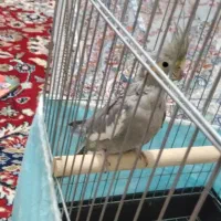 طوطی عروس|پرنده|تاکستان, |دیوار