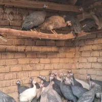 مرغ شاخدار|حیوانات مزرعه|بانش, |دیوار