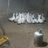 فروش ۱۳ عدد غاز محلی وکاملا ارگانیک