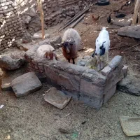 فروش گوسفند نر