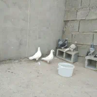 تعدادی کبوتر پلاکی اصلی بااصالت تضمینی|پرنده|شوشتر, |دیوار