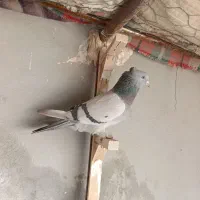 کبوتر بهبهانی ماده