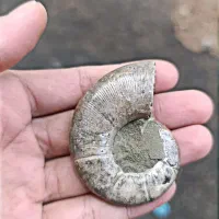 فسیل آمونیت هزار ساله|کلکسیون اشیاء عتیقه|کرمانشاه, |دیوار