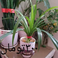 فروش گل گیاه آپارتمانی با گلدان ب علت کمبودجا|گل و گیاه طبیعی|اسلام‌شهر, شهرک واوان|دیوار