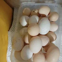 تخم مرغ  نطفه دار