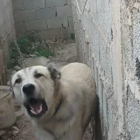 سگ سراب پژدر عراق