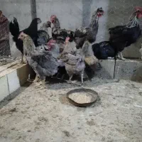 خروس