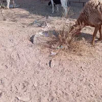 بز فروشی|حیوانات مزرعه|خواف, |دیوار