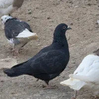 کفتر|پرنده|شاهرود, |دیوار