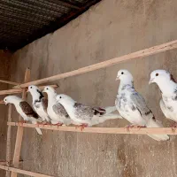 کبوتر دوکت ابری