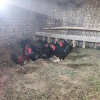 خروس سیاه