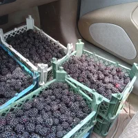 بوته تمشک اصلاح شده بدون خار|خدمات باغبانی و درختکاری|تولم شهر, |دیوار