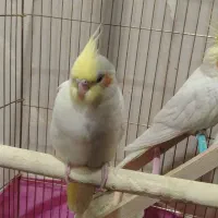 جوجه عروس هلندی