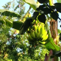 تعدادی درخت موز
