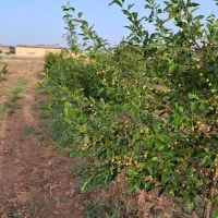 باغ-و-باغچه-راهجرد-ویلا