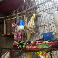 طوطی ماده لونتیو|پرنده|بندر ماهشهر, |دیوار