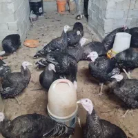 بوقلمون|حیوانات مزرعه|اردبیل, |دیوار