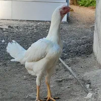 مرغ لاری نسلدار